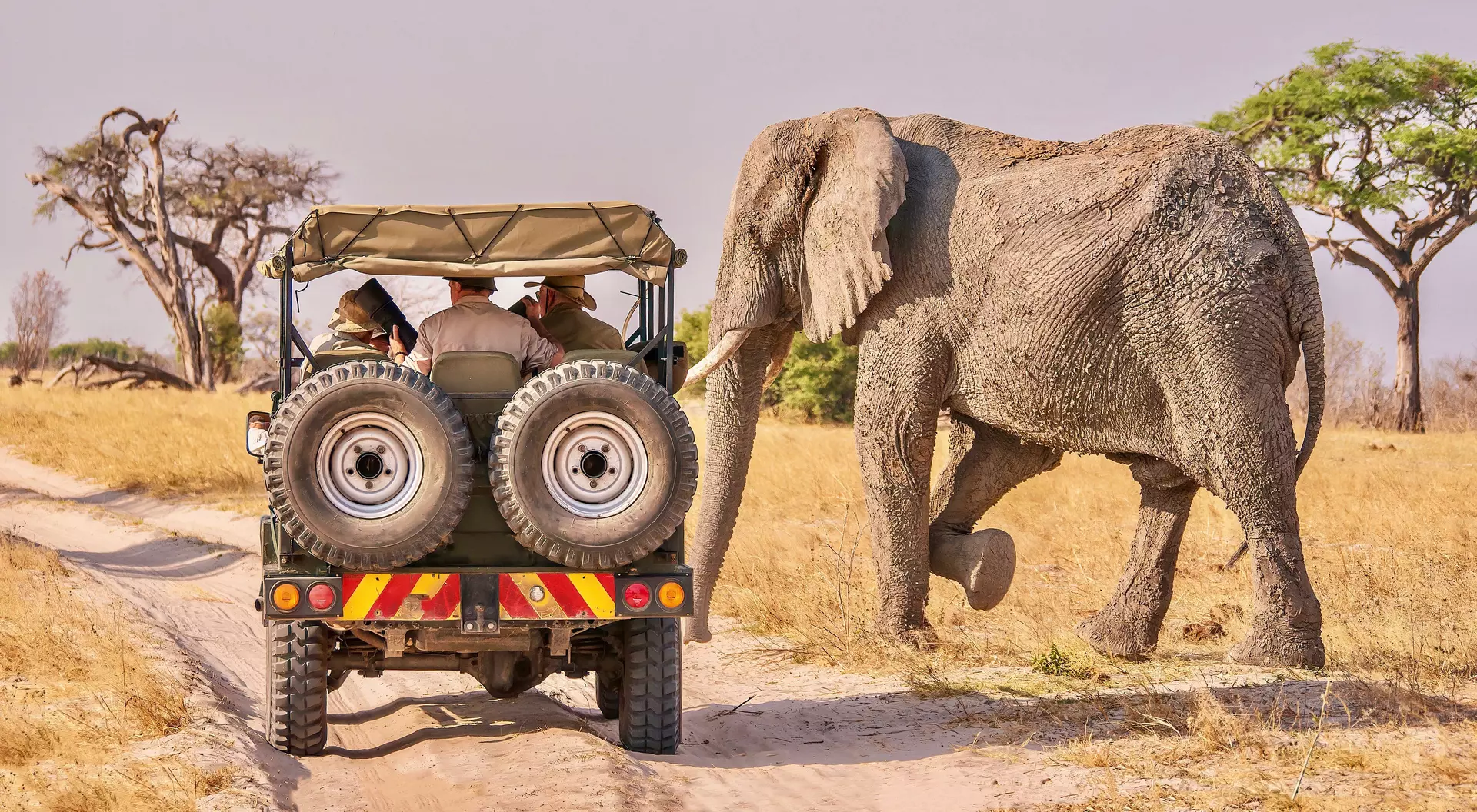 Elephants on Safari