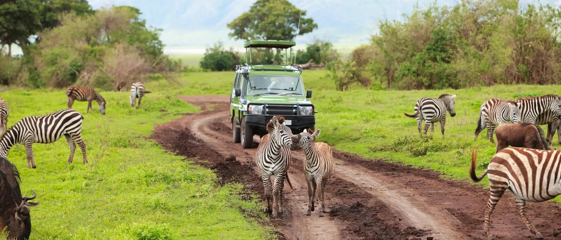 zebra & safari vehicle