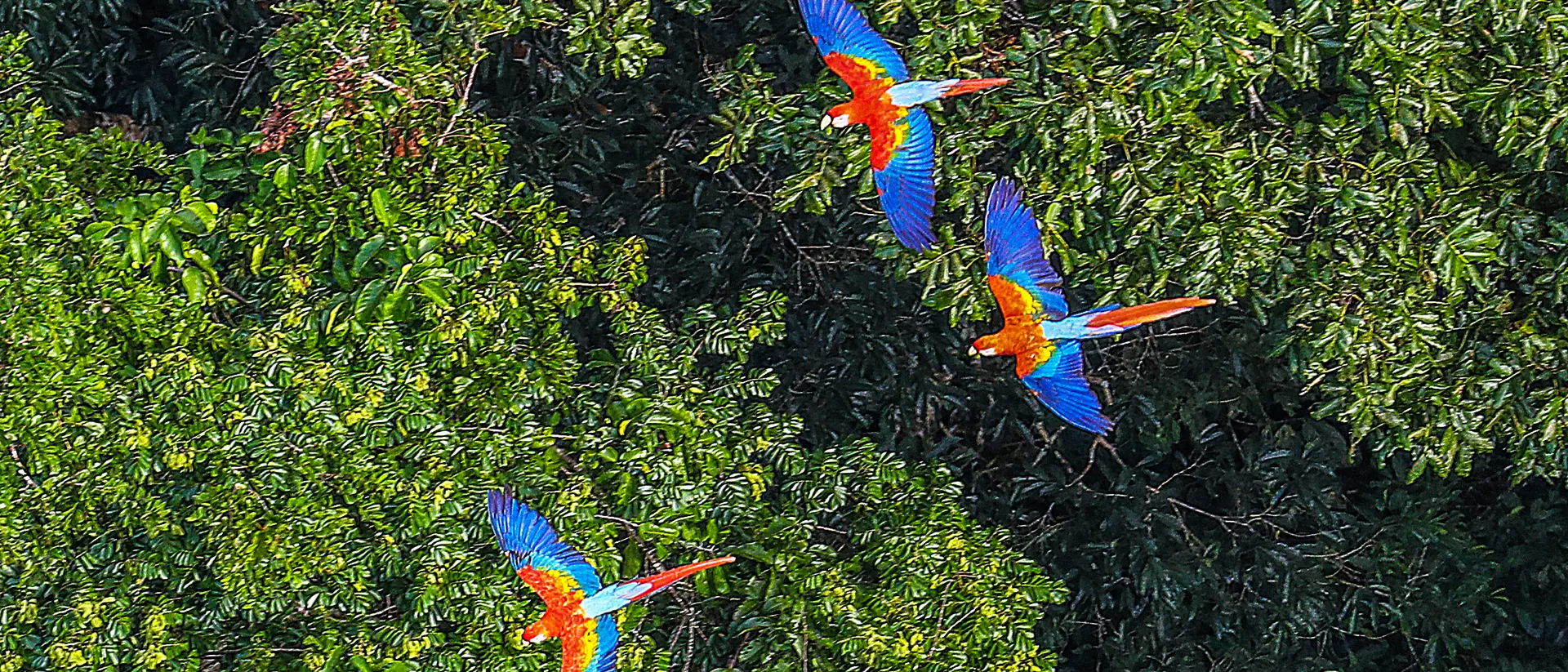 Drone view above three Macawa birds in the Amazon Rainforest, state of Acre, Brazil