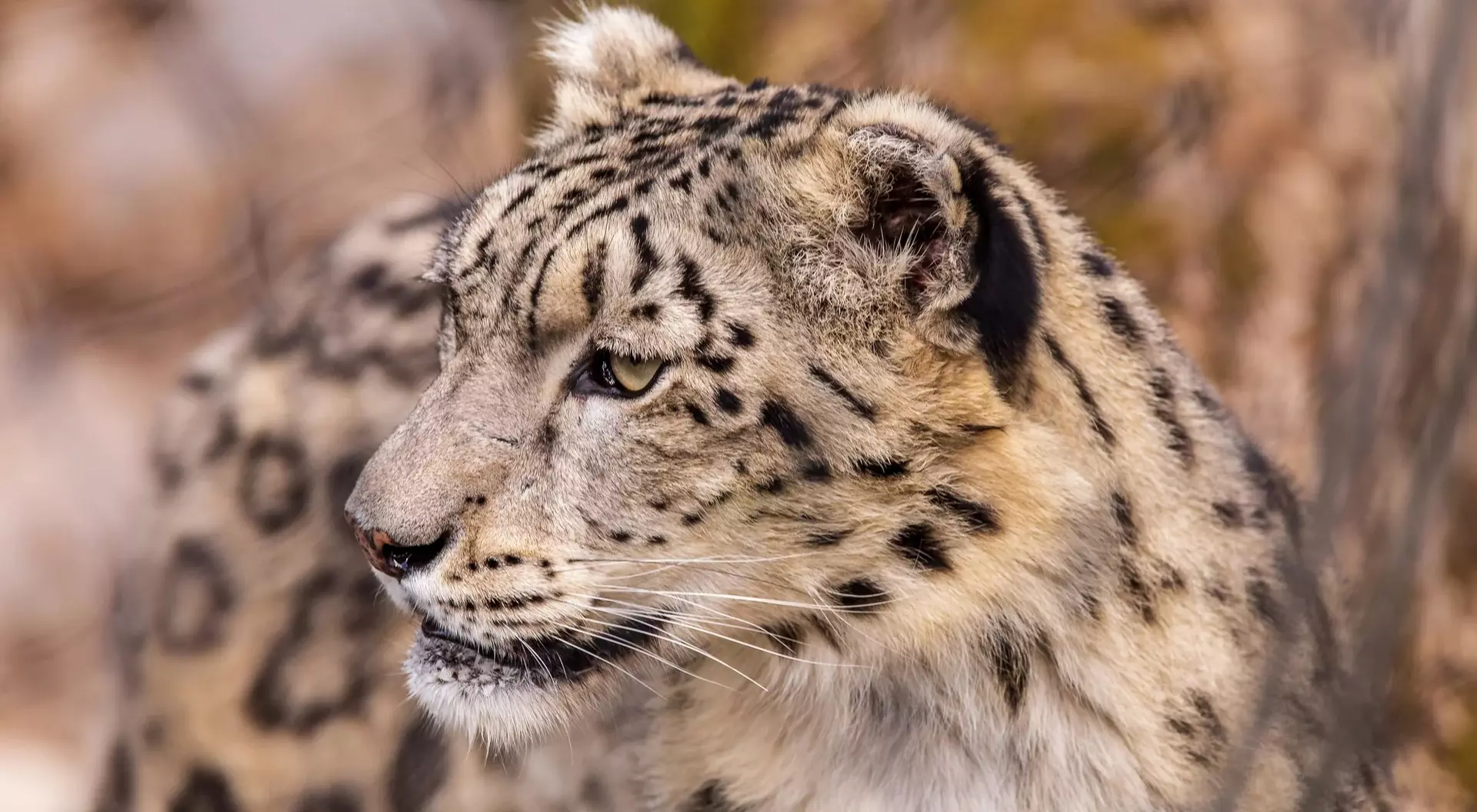 Close-up of a snow leopard with distinct black spots, looking to the side against a blurred natural background.