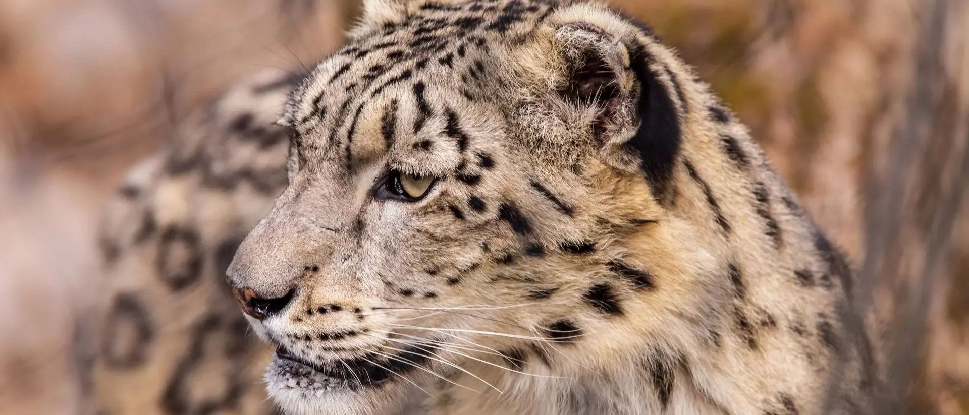 Close-up of a snow leopard with distinct black spots, looking to the side against a blurred natural background.