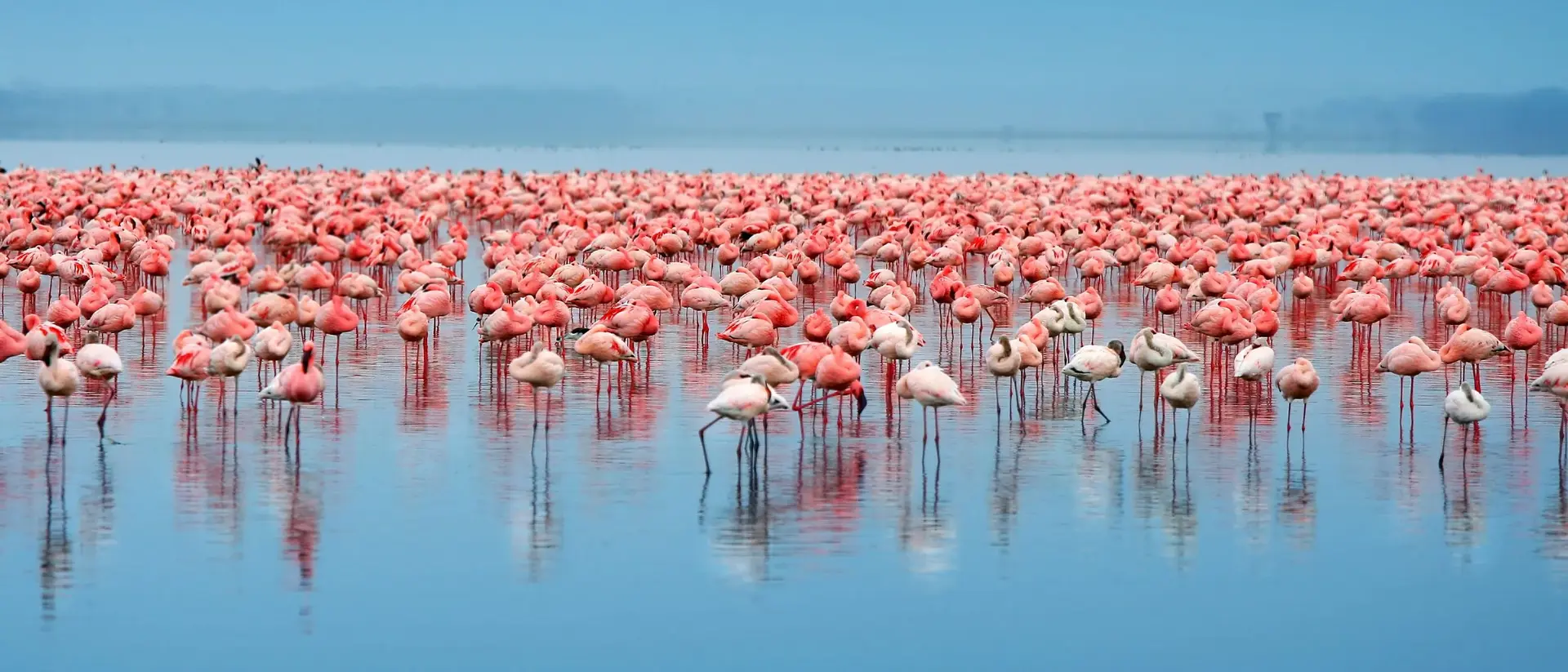 Lake Nakuru National Park Flock of flamingos standing in the lake