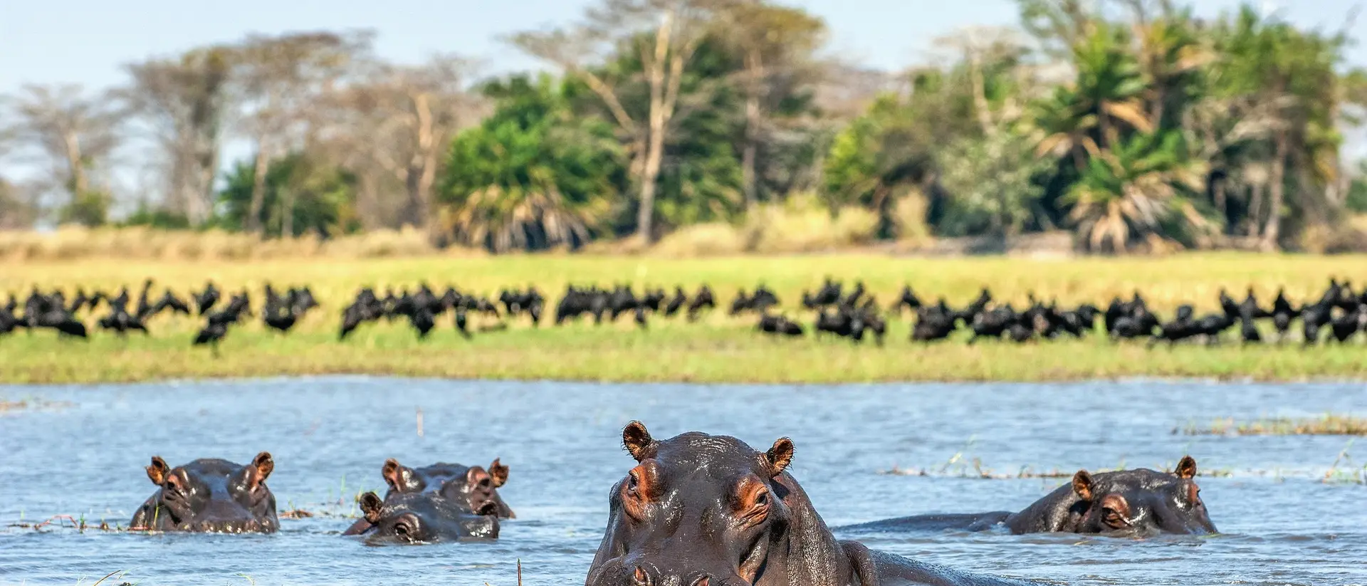A group of hippos swimming in a river, with lush green trees and a flock of birds in the background.