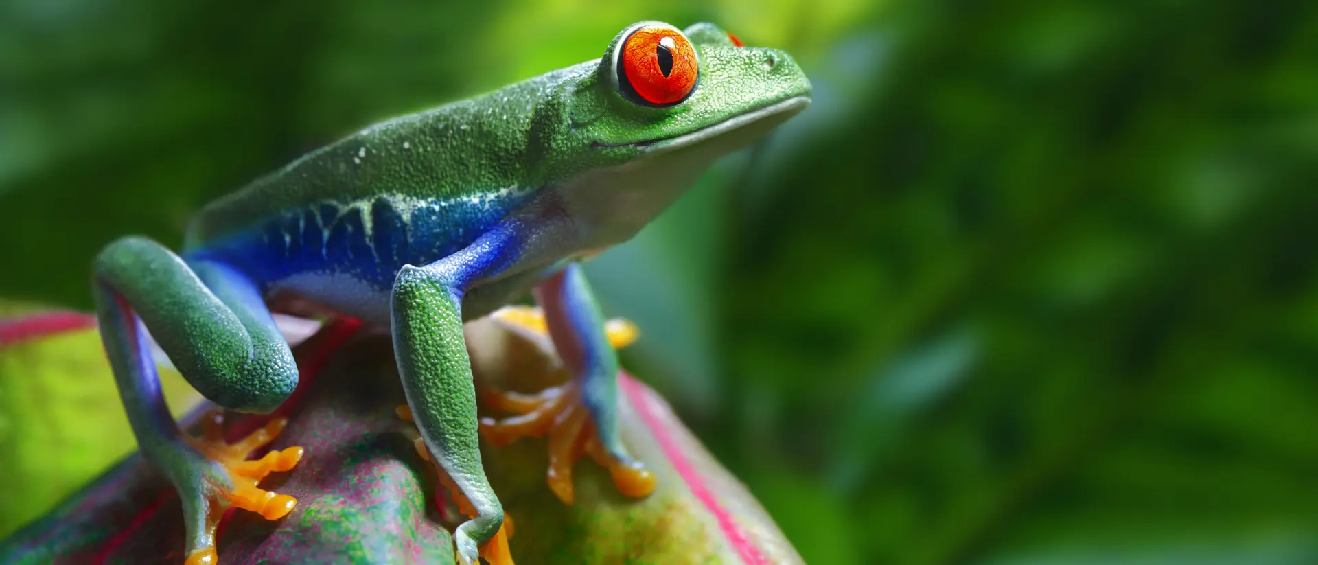 A vibrant green tree frog with red eyes sits on a colorful leaf, surrounded by lush greenery.