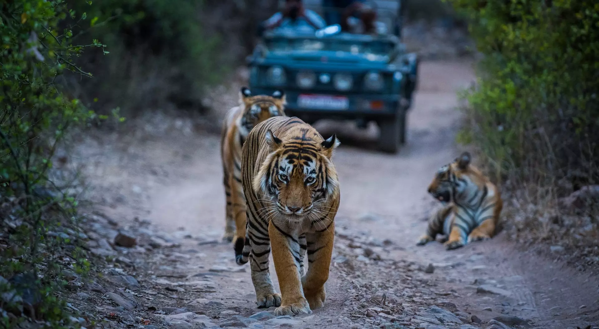 Three tigers on a dirt path, with one walking towards the camera and two resting nearby, while a vehicle is in the background.