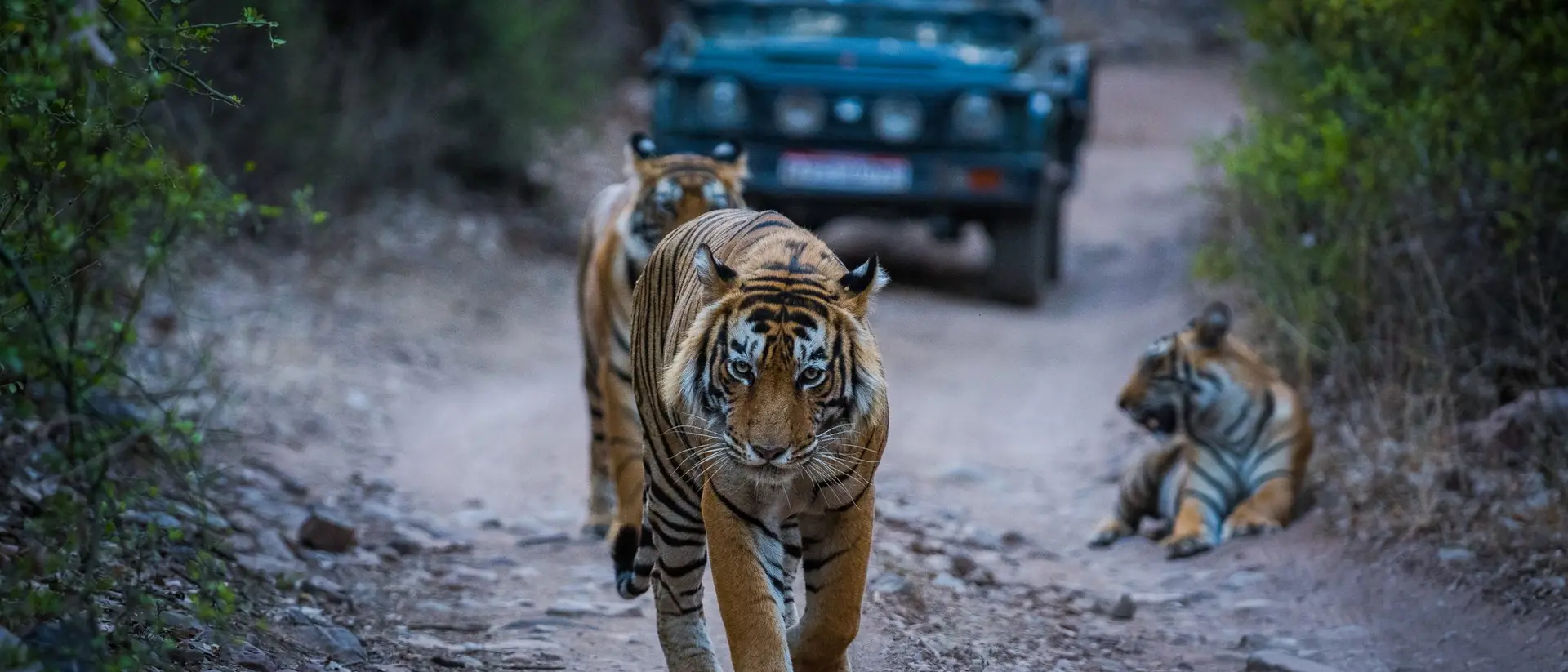 Three tigers on a dirt path, with one walking towards the camera and two resting nearby, while a vehicle is in the background.