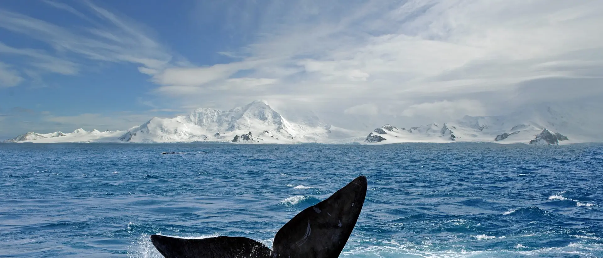 Whale tail in Antarctica
