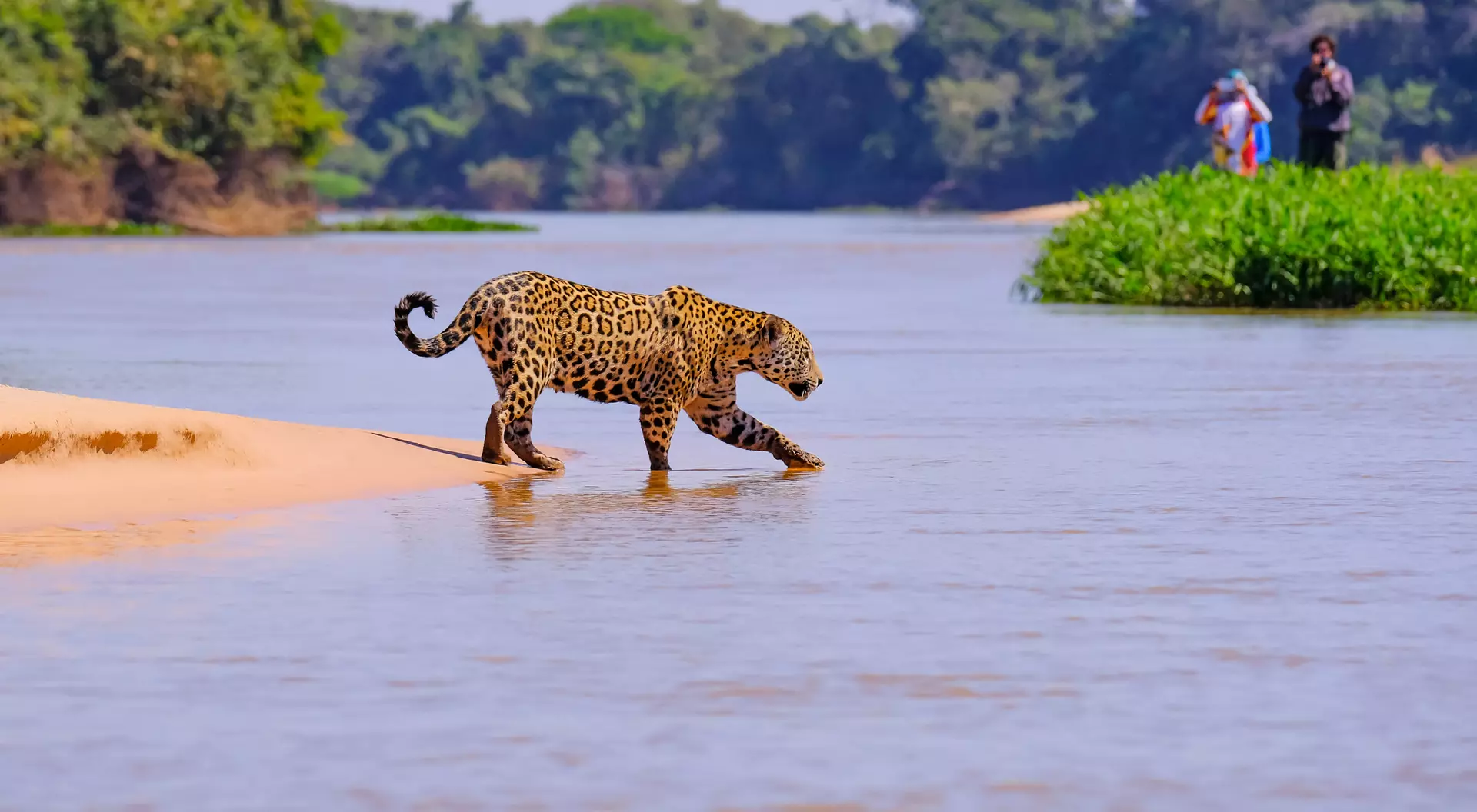 A leopard walks through shallow water, with green vegetation and people in the background along the riverbank.