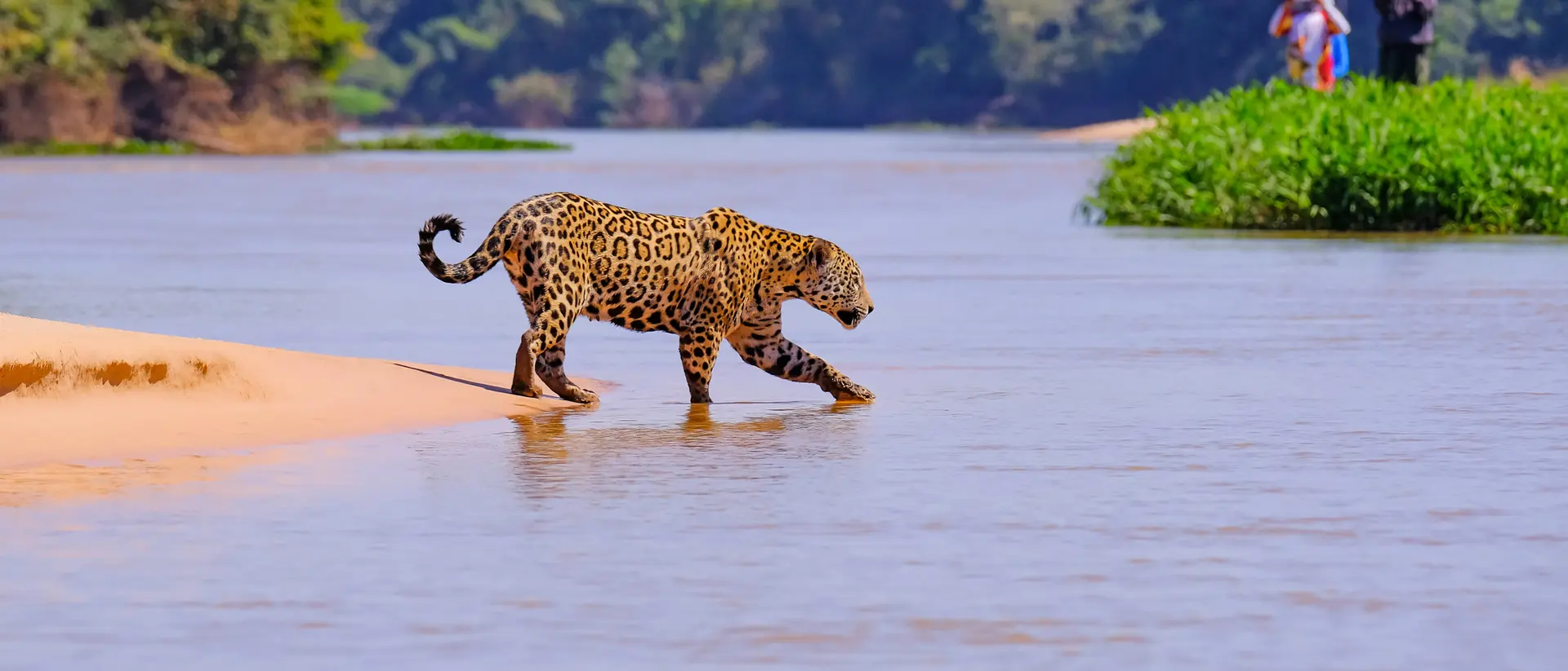 A leopard walks through shallow water, with green vegetation and people in the background along the riverbank.