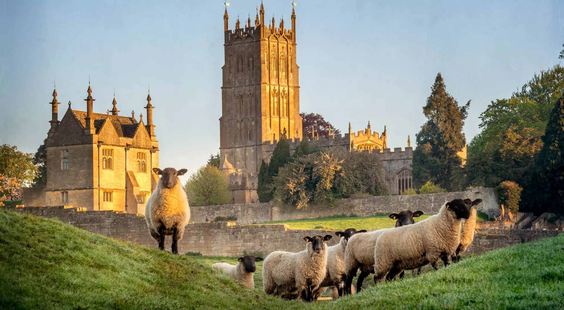 Sheep grazing in a green field with a church tower and historic building in the background, illuminated by warm sunlight.