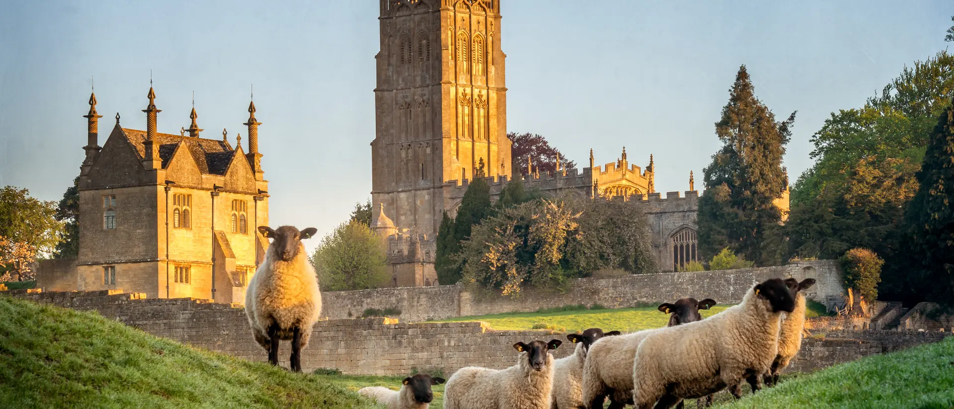 Sheep grazing in a green field with a church tower and historic building in the background, illuminated by warm sunlight.
