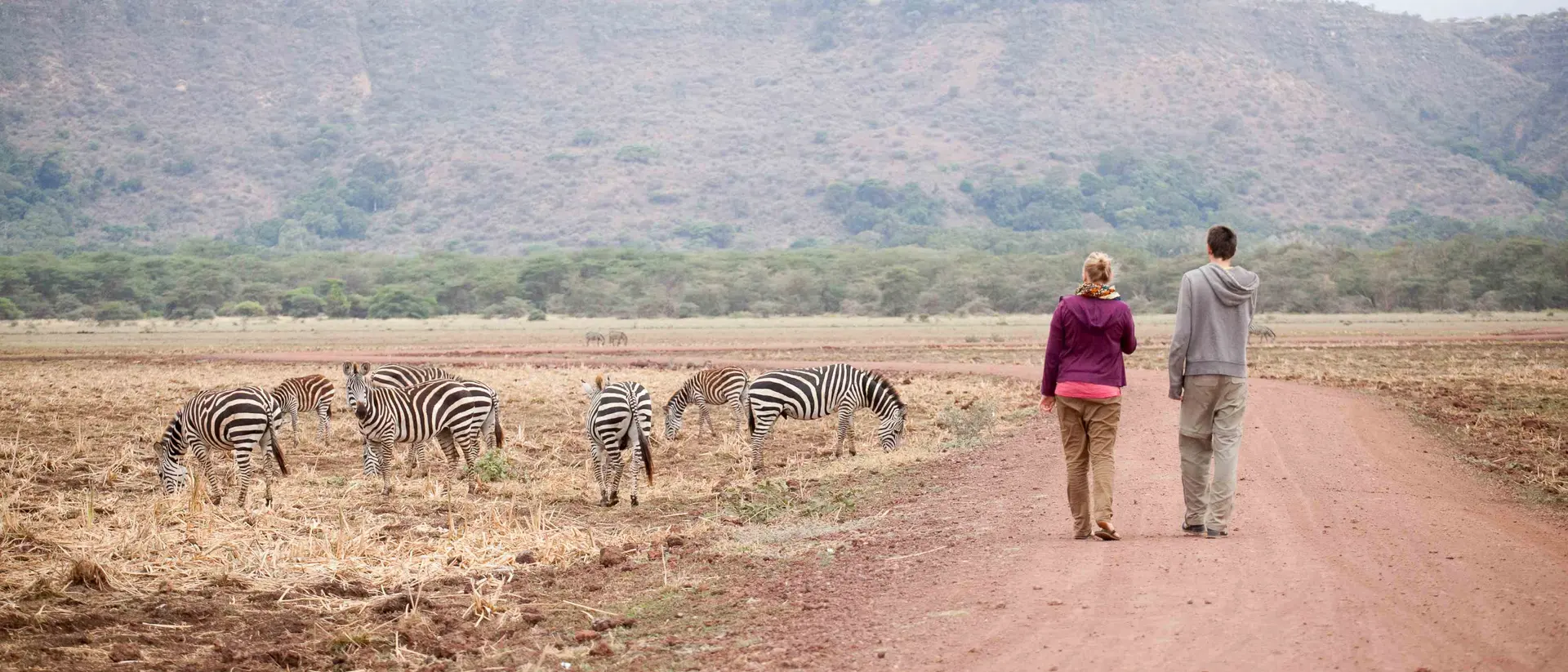 A couple walks along a dirt path, observing zebras grazing in an open field with hills in the background.