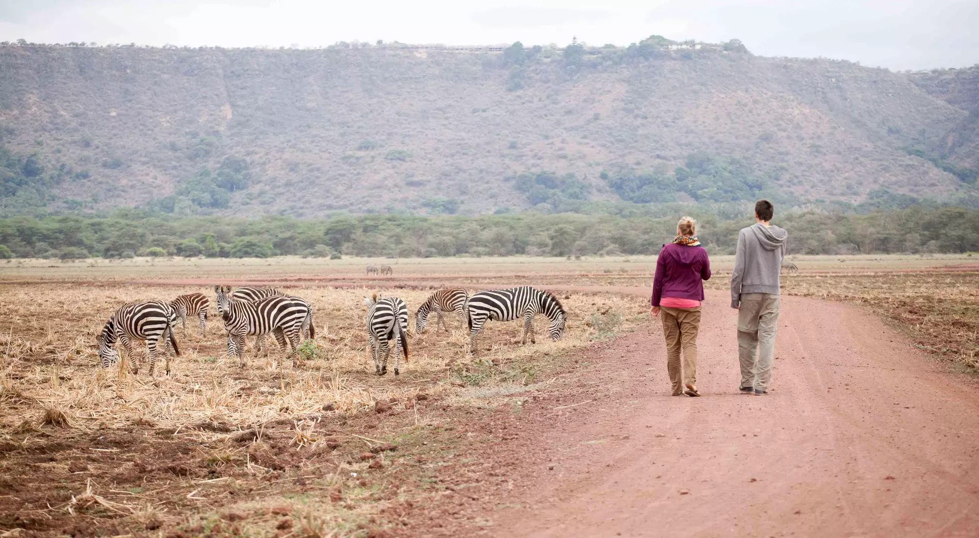 A couple walks along a dirt path, observing zebras grazing in an open field with hills in the background.