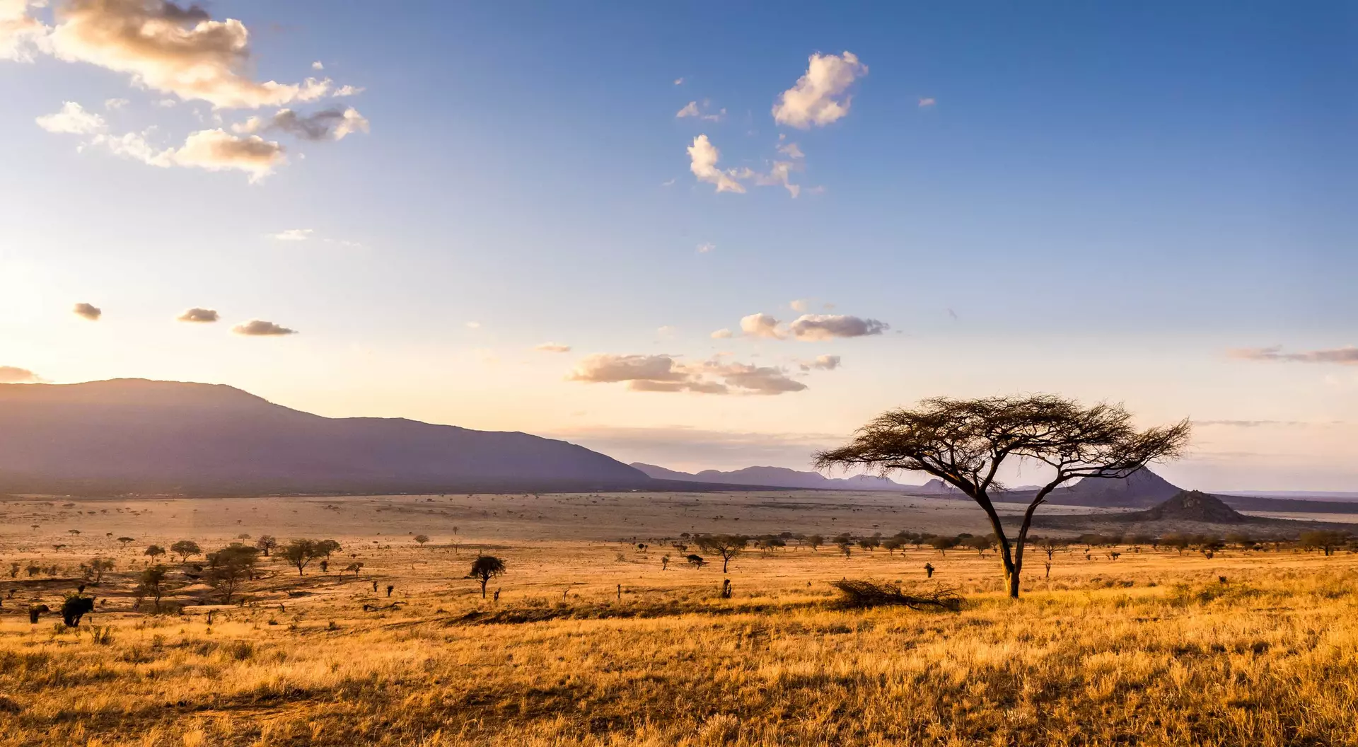 A golden savanna landscape at sunset, featuring a solitary tree against distant mountains and scattered clouds.