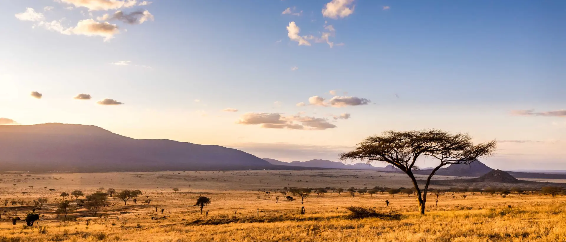 A golden savanna landscape at sunset, featuring a solitary tree against distant mountains and scattered clouds.