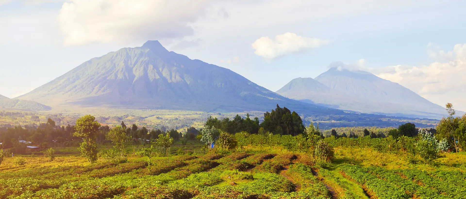 Parc National des Volcans View of tea plantations and Virunga Mountains and Volcanoes