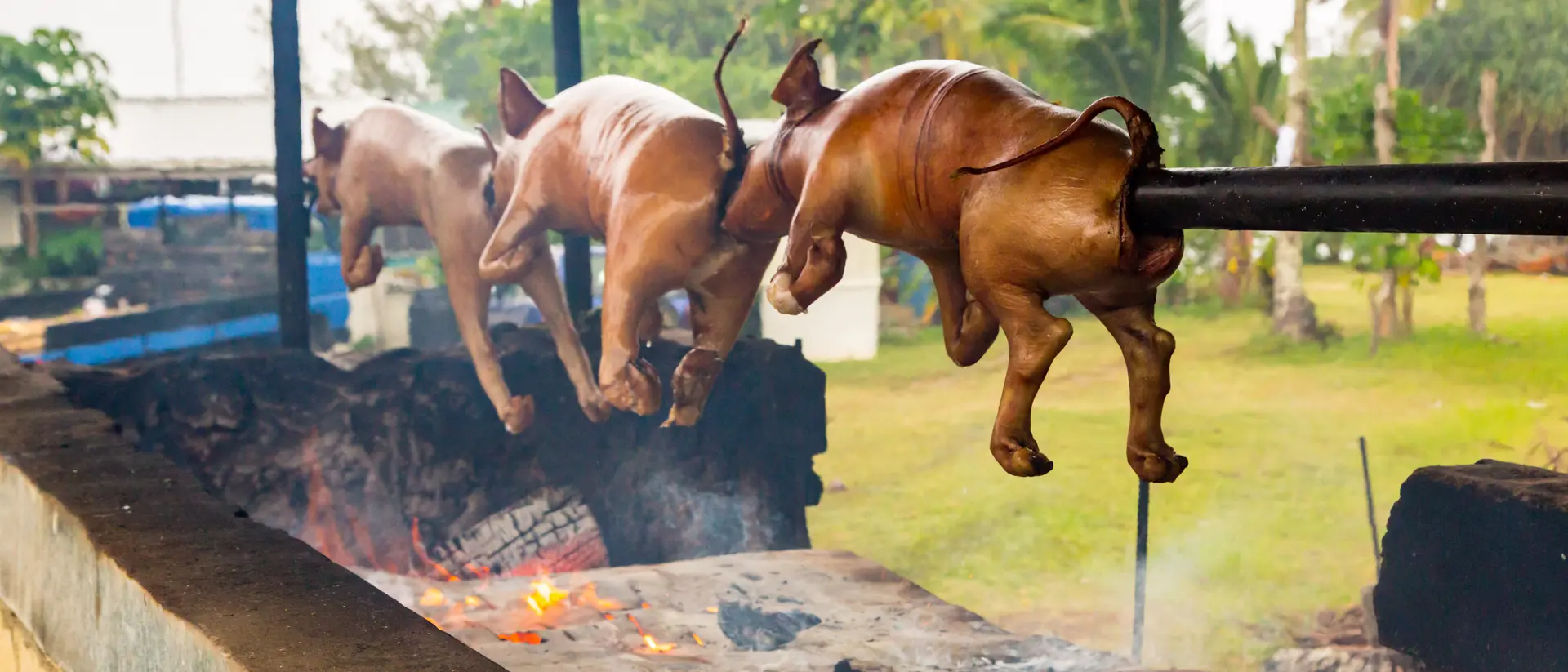 Three pigs hanging over a fire pit, ready for cooking, with greenery and buildings in the background.