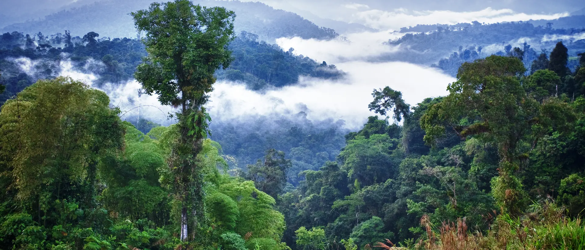 Lush green forest with tall trees and misty mountains in the background, surrounded by clouds.