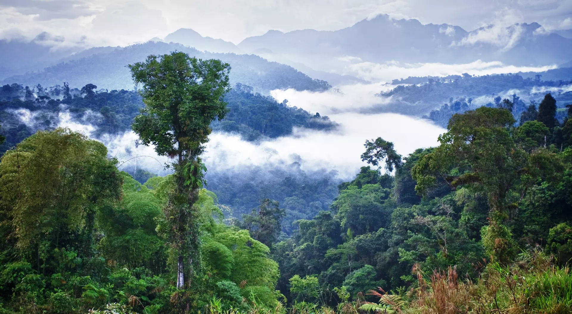 Lush green forest with tall trees and misty mountains in the background, surrounded by clouds.