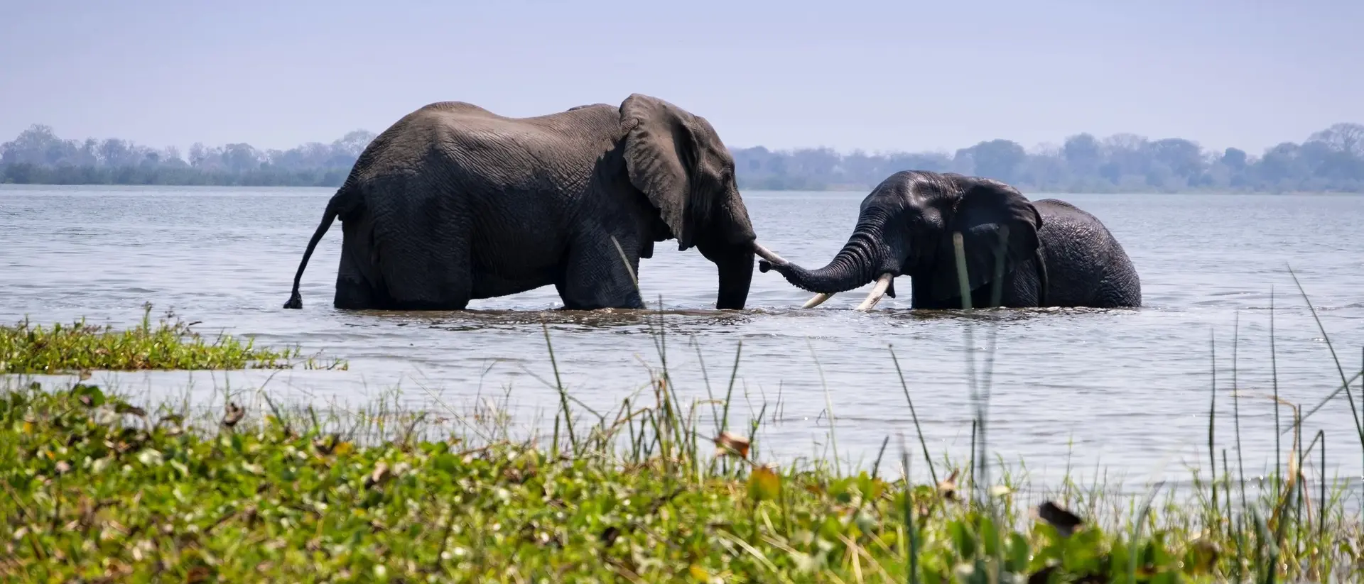 Two elephants playfully interacting in shallow water, surrounded by greenery under a clear blue sky.