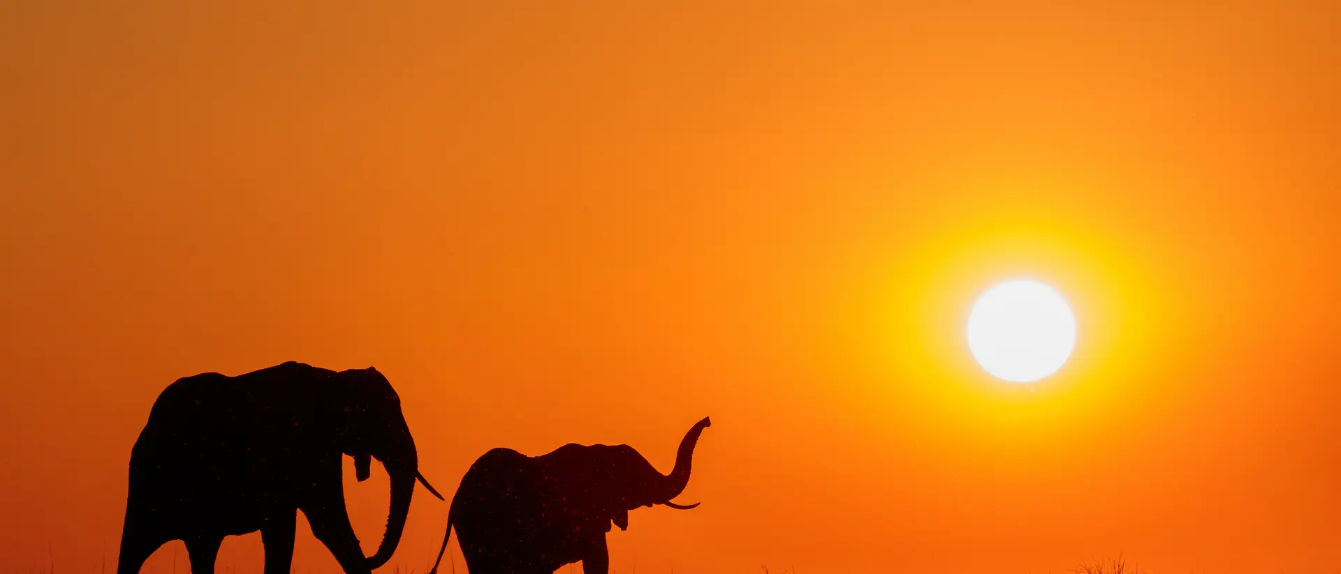 Chobe National Park Elephants at sunset on the Chobe Rive