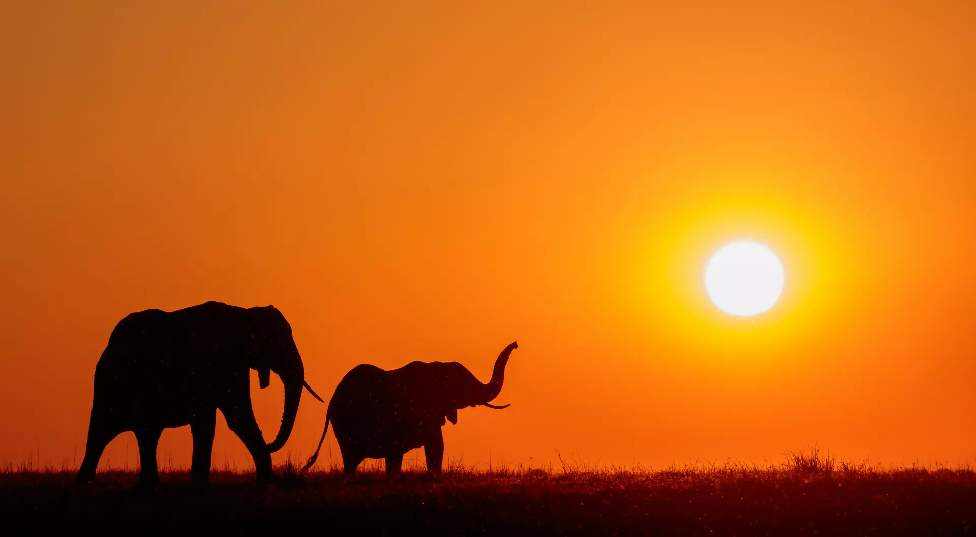 Chobe National Park Elephants at sunset on the Chobe Rive