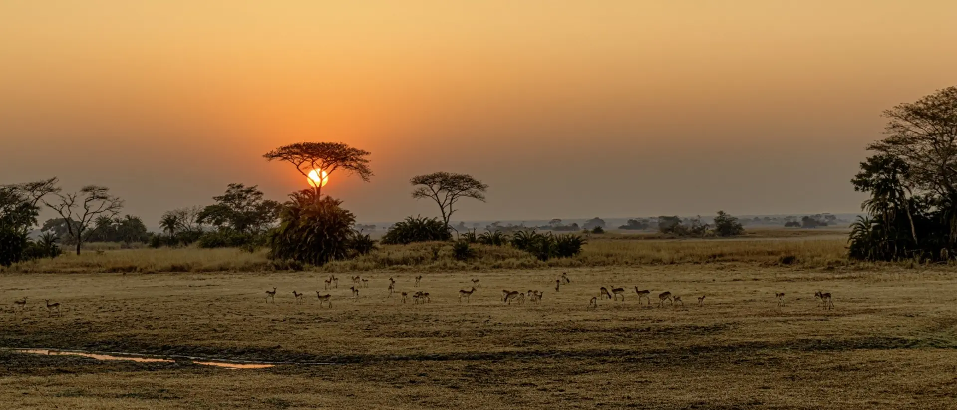 Kafue National Park Panoramic image taken from hot air balloon of sunrise over Busanga Plains with grazing lechwes
