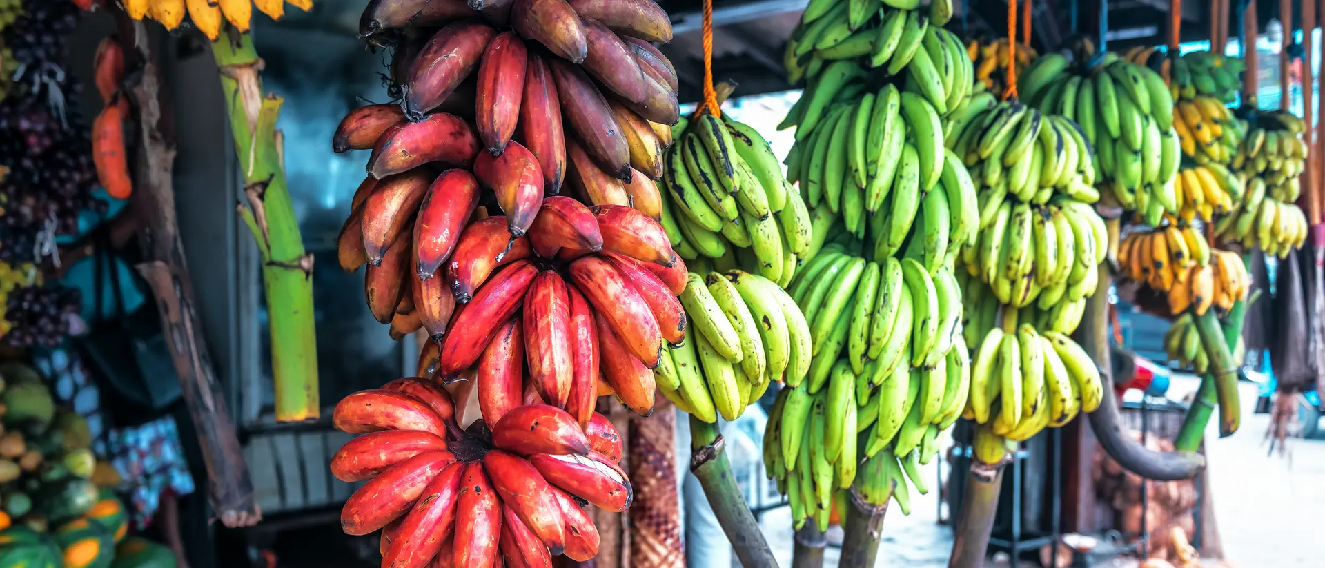 A colorful display of red, green, and yellow bananas hanging in a market setting.