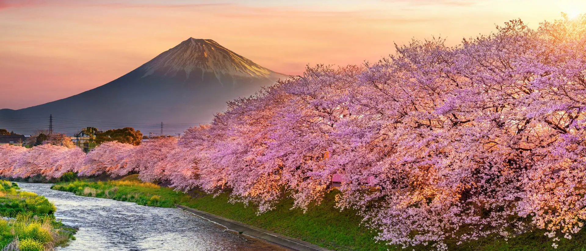 Cherry blossoms and Fuji mountain in spring at sunrise, Shizuoka in Japan
