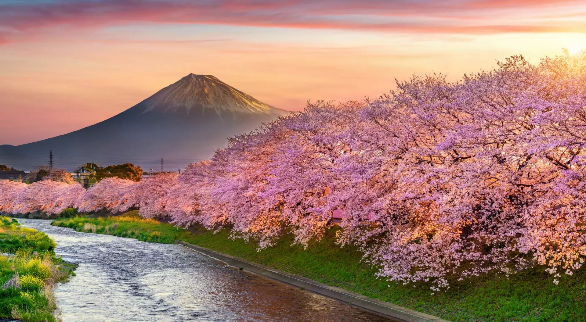Cherry blossoms and Fuji mountain in spring at sunrise, Shizuoka in Japan