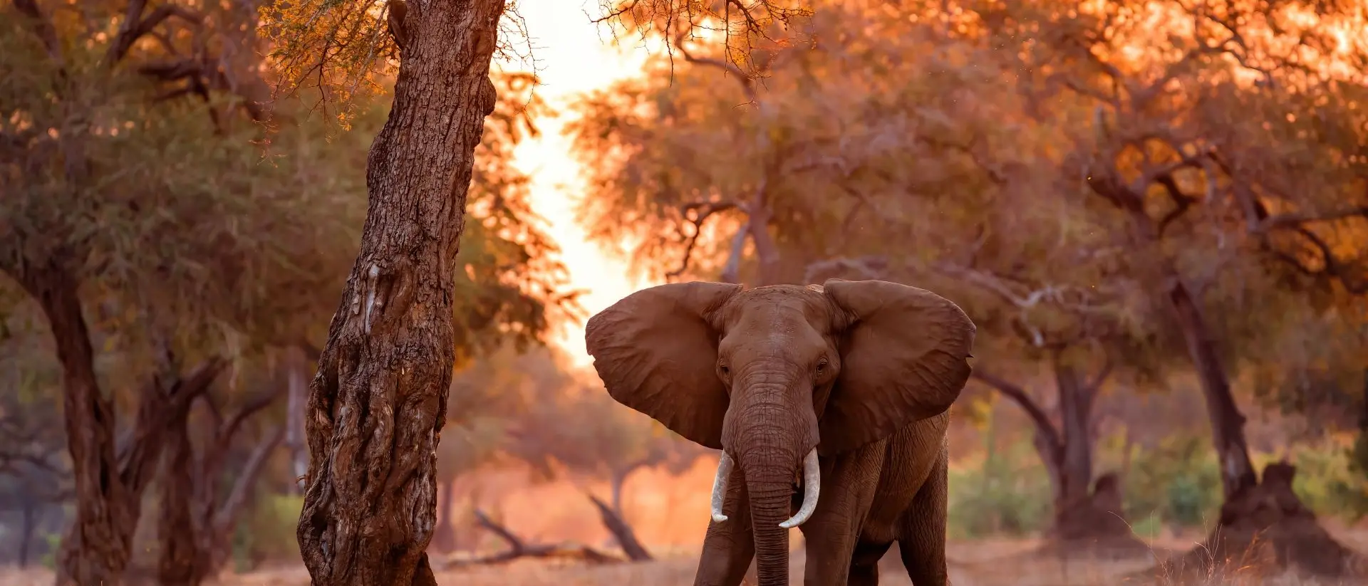 Mana Pools National Park Elephant bull standing between big trees at sunset in the riverfront area