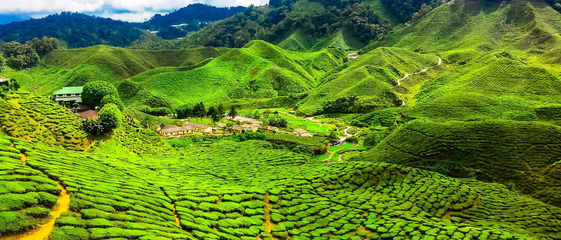 Cameron Highlands, Pahang View over the bright green tea plantations and rolling hills