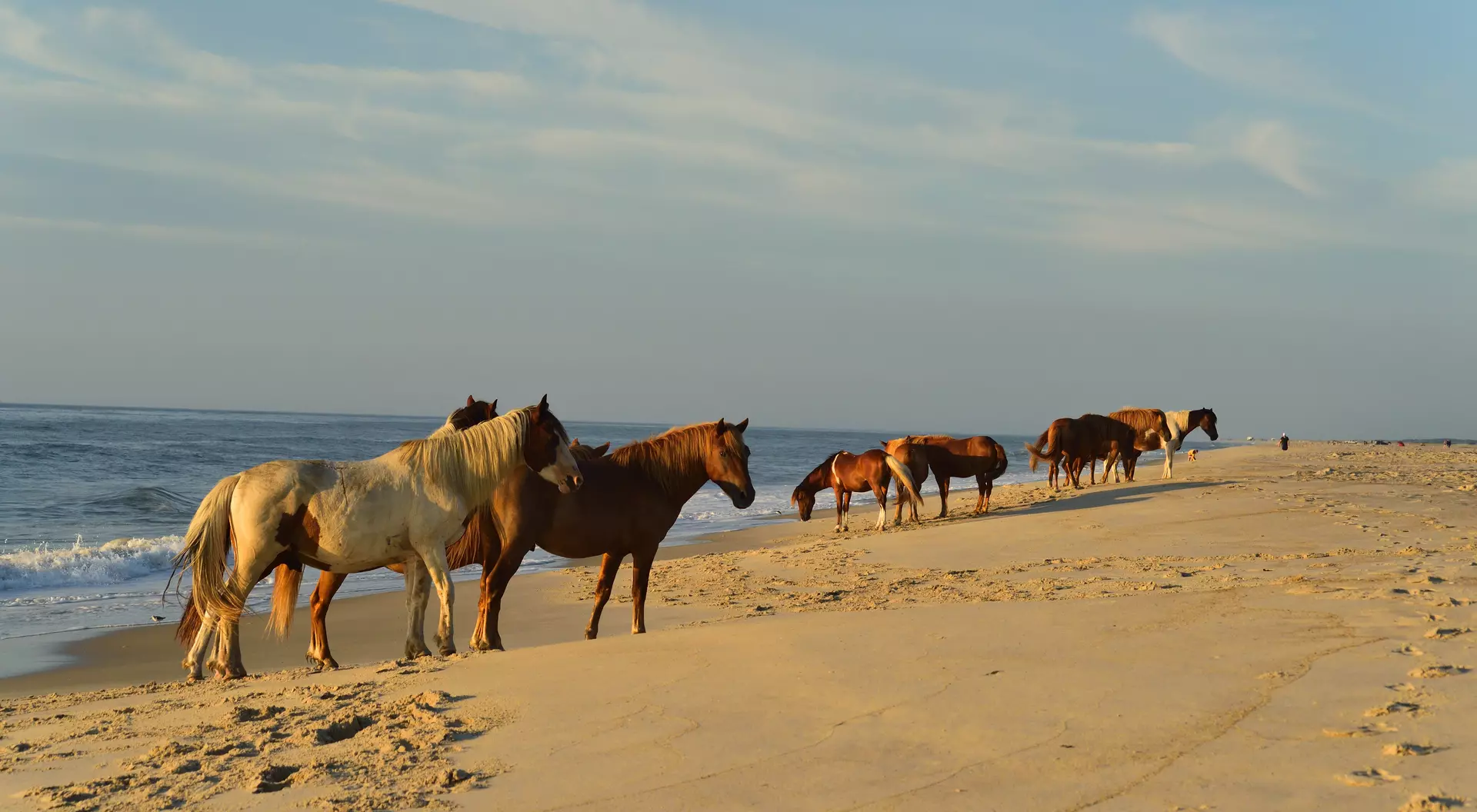 Three Assateague wild pony mares walking along the surf at the Assateague Island National Seashore beach