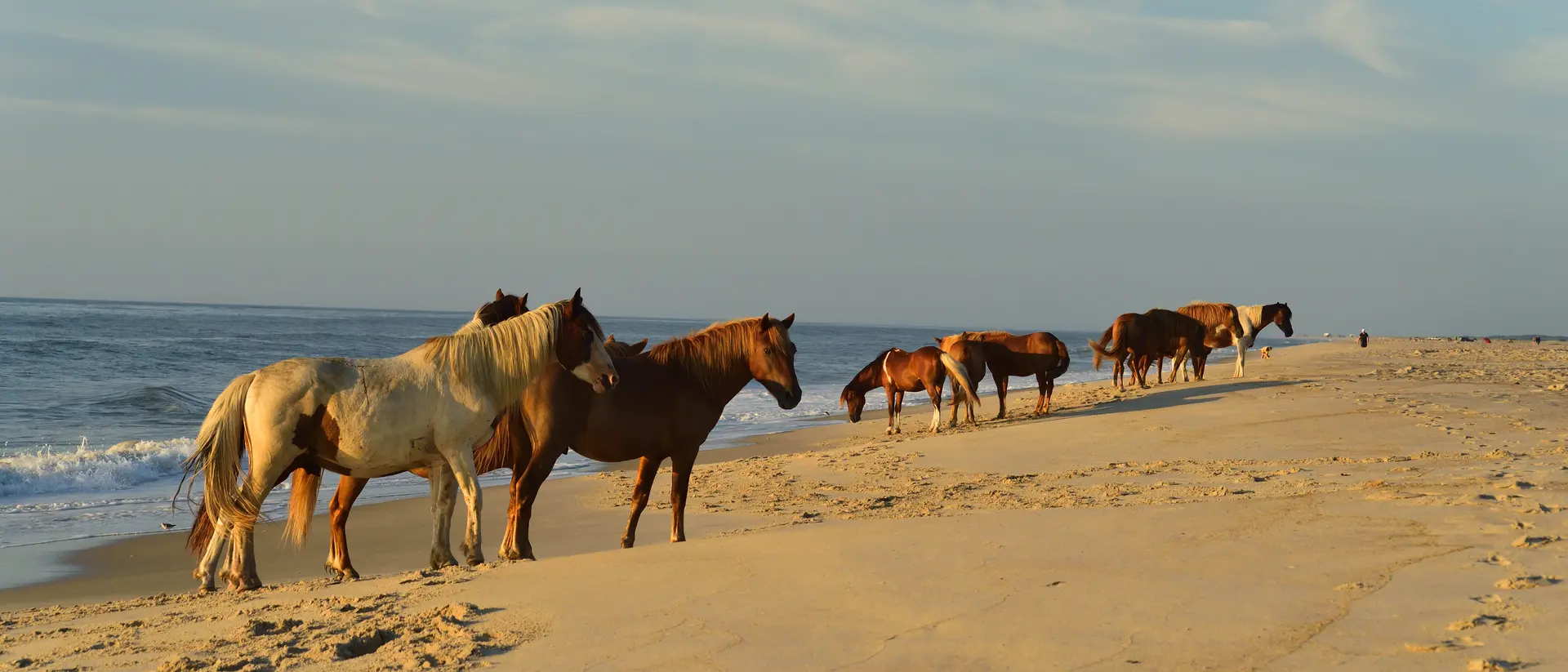 Three Assateague wild pony mares walking along the surf at the Assateague Island National Seashore beach