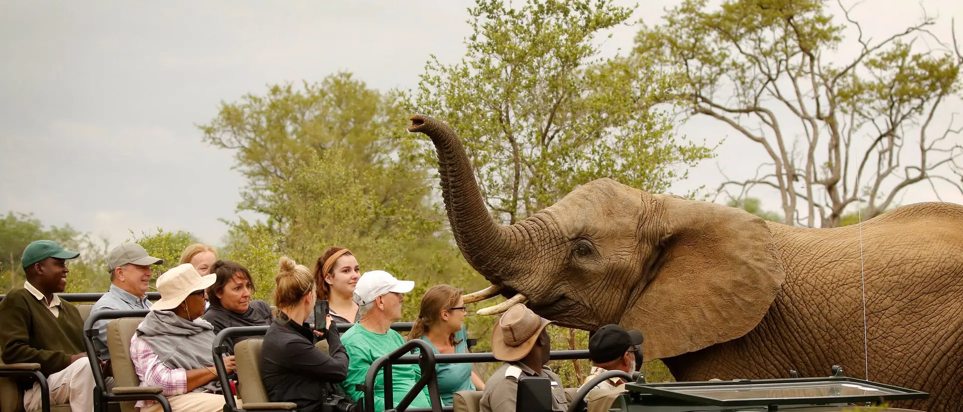 A group of safari tourists sits in a vehicle, observing a curious elephant nearby amidst lush greenery.