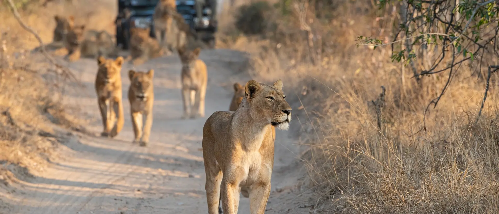 A lioness walks along a dirt road, followed by other lions, while a safari vehicle with people is in the background.