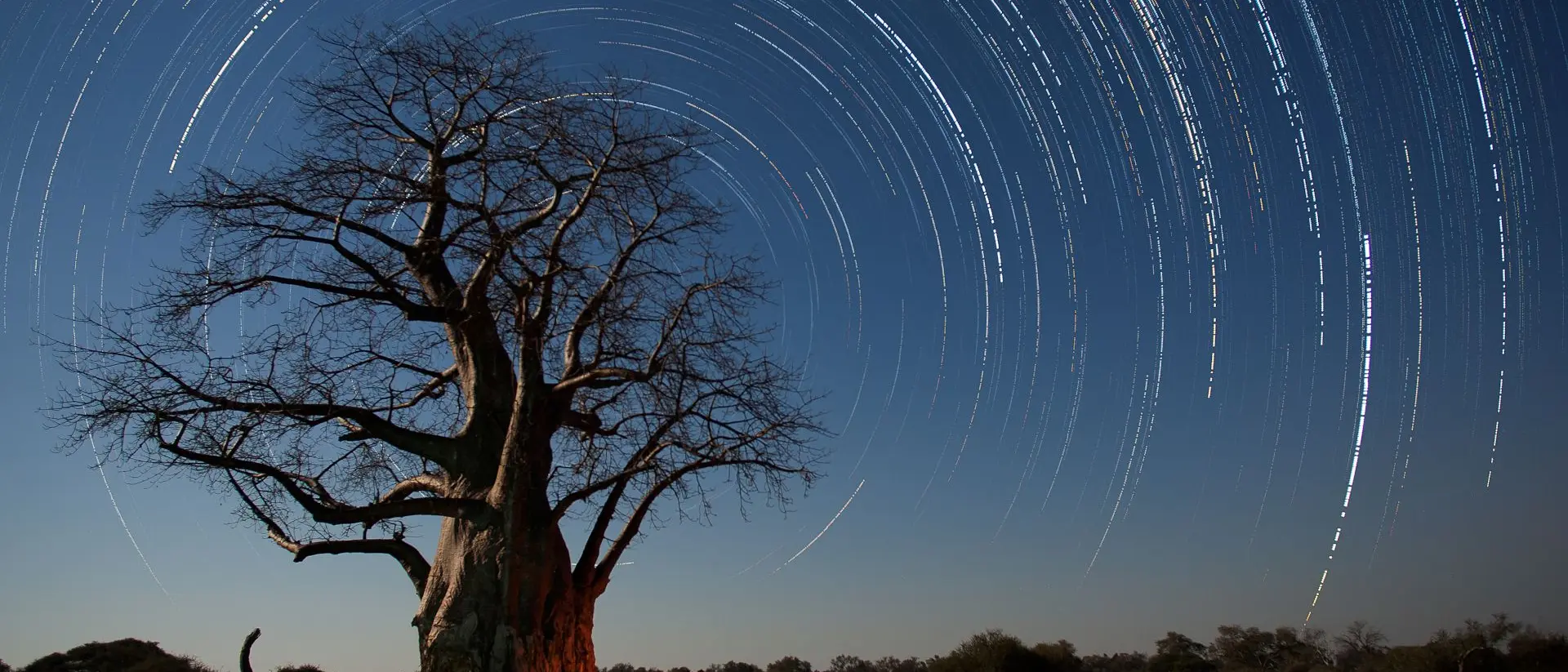 A baobab tree on the plaies of Africa