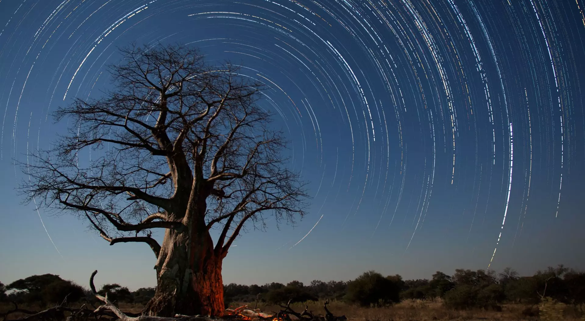 A baobab tree on the plaies of Africa