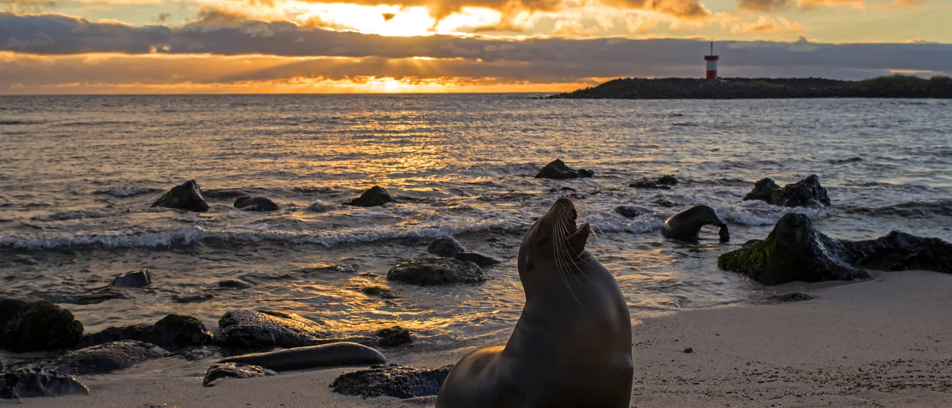 Sea lion on a sandy beach at sunset, with calm waves and a distant lighthouse under a colorful sky.