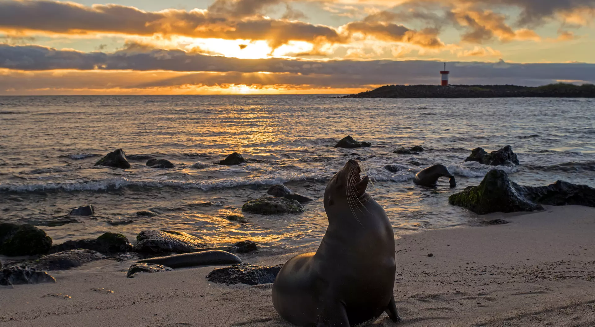 Sea lion on a sandy beach at sunset, with calm waves and a distant lighthouse under a colorful sky.