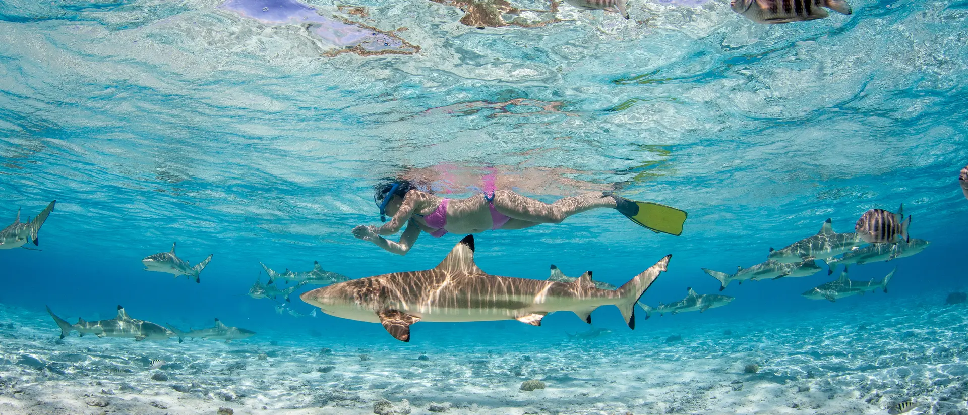 A underwater scene featuring a swimmer and a shark among colorful fish in clear blue water.