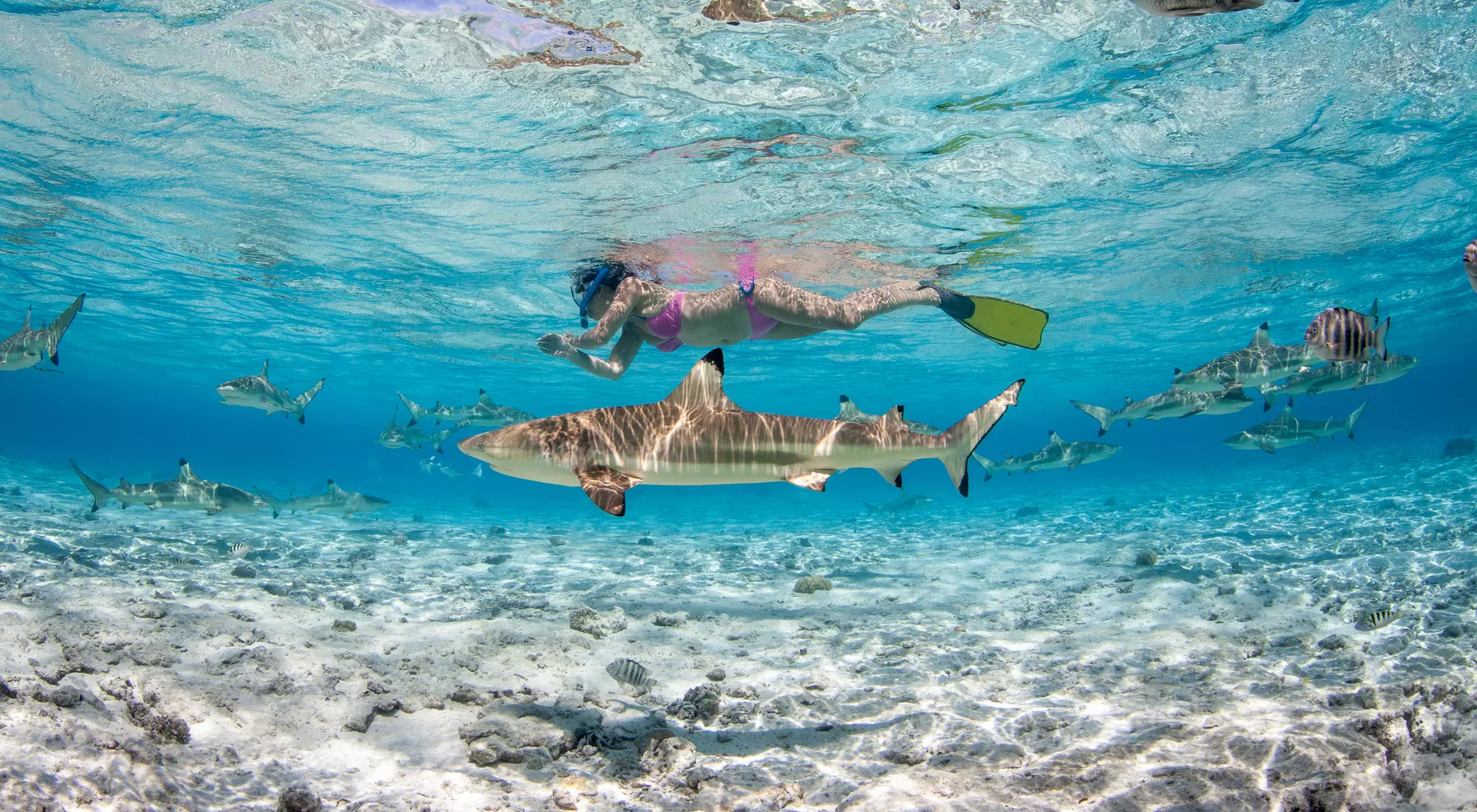 A swimmer in shallow water with a shark and various fish swimming nearby. The scene is vibrant with clear blue water.