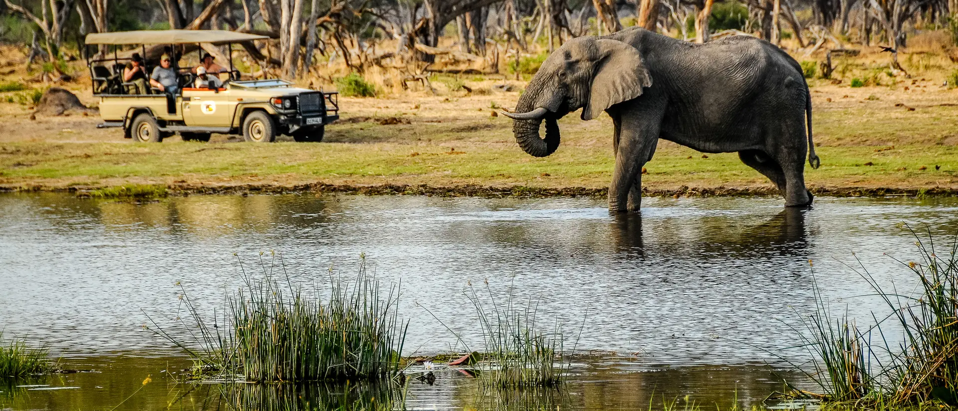An elephant stands in a waterhole near a safari vehicle with people watching. Greenery surrounds the scene.