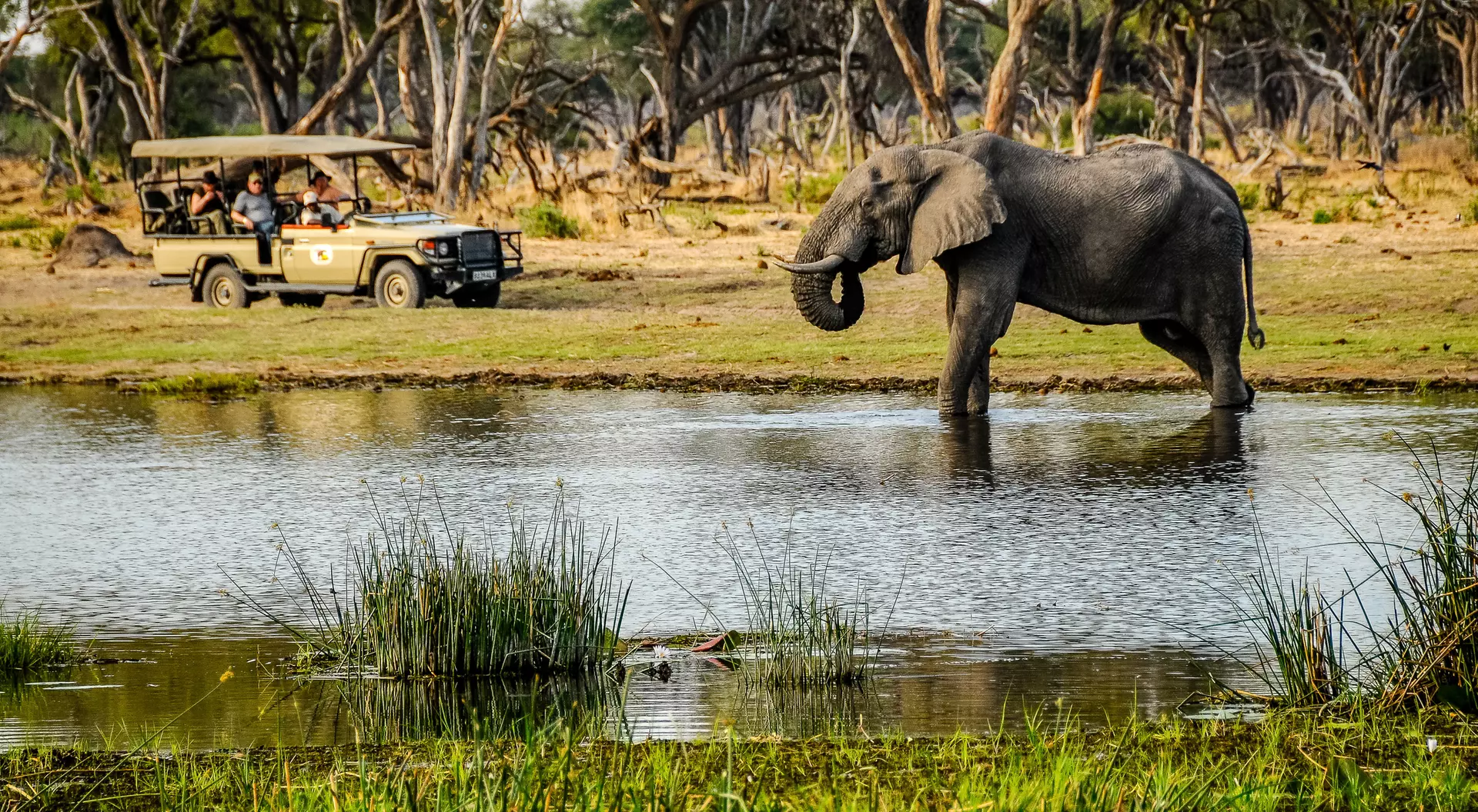 An elephant stands in a waterhole near a safari vehicle with people watching. Greenery surrounds the scene.