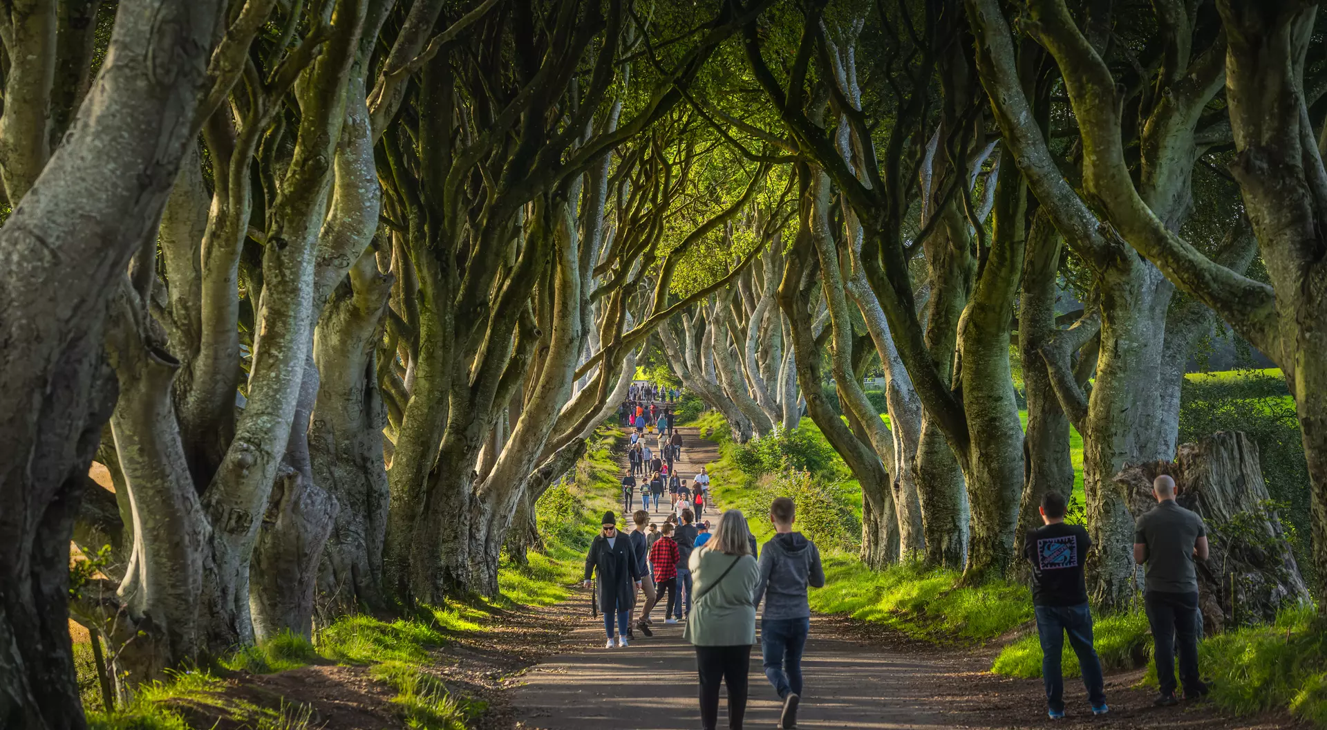 A tree-lined path with people walking, creating a serene outdoor scene illuminated by soft sunlight.