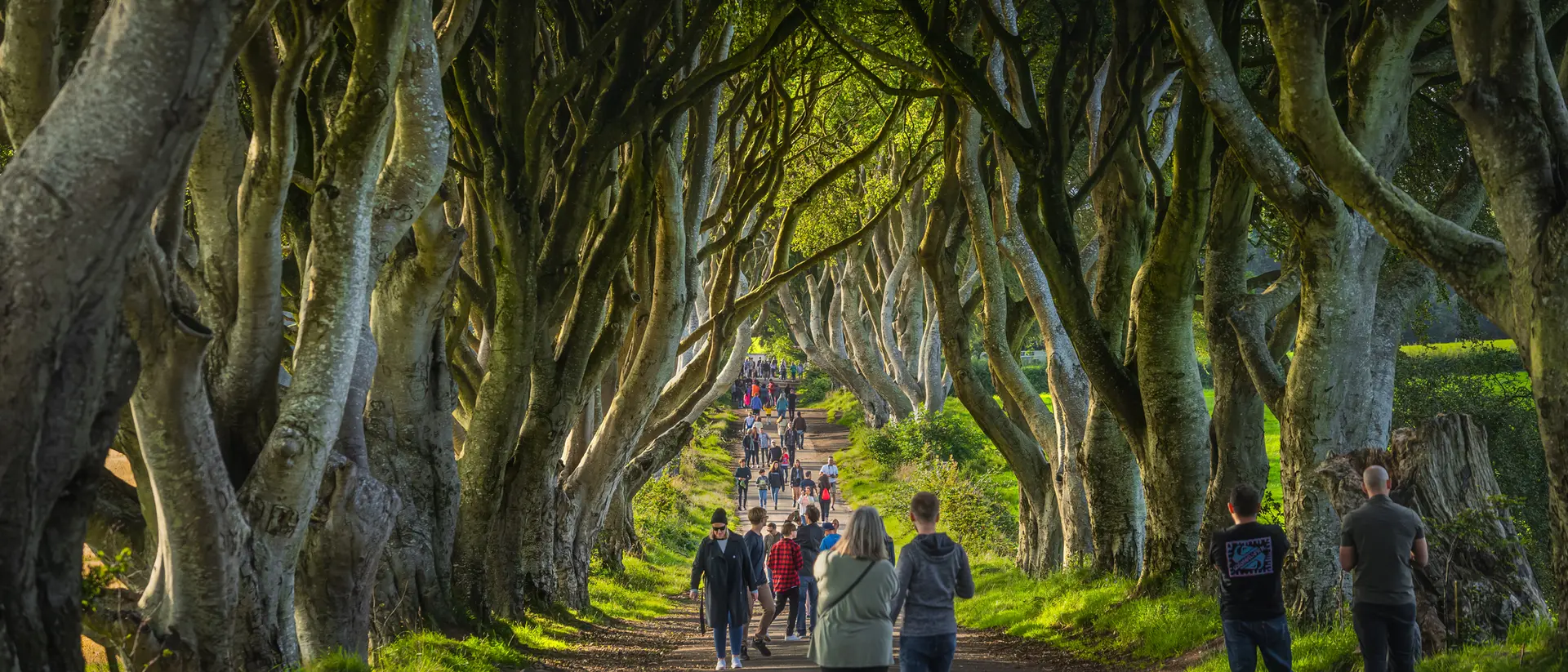 A tree-lined path with people walking, creating a serene outdoor scene illuminated by soft sunlight.