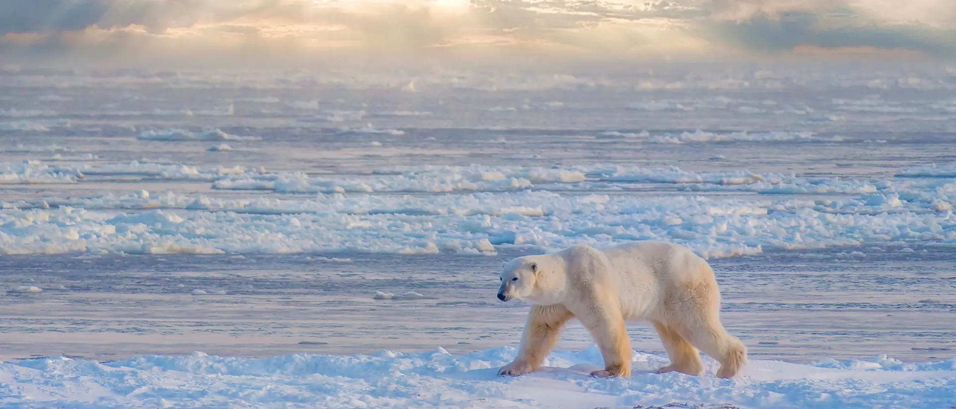 Polar bear walking beside Hudson Bay near Churchill, Manitoba, Canada