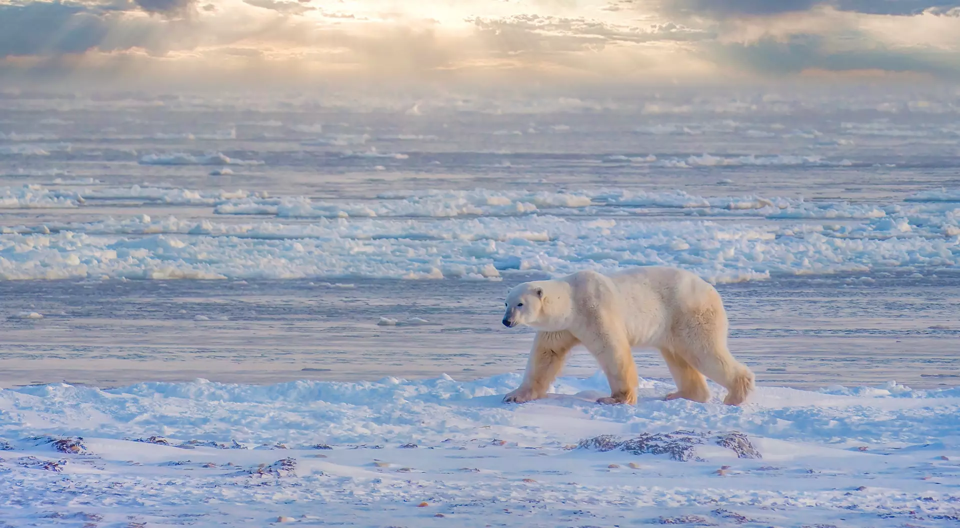 Polar bear walking beside Hudson Bay near Churchill, Manitoba, Canada