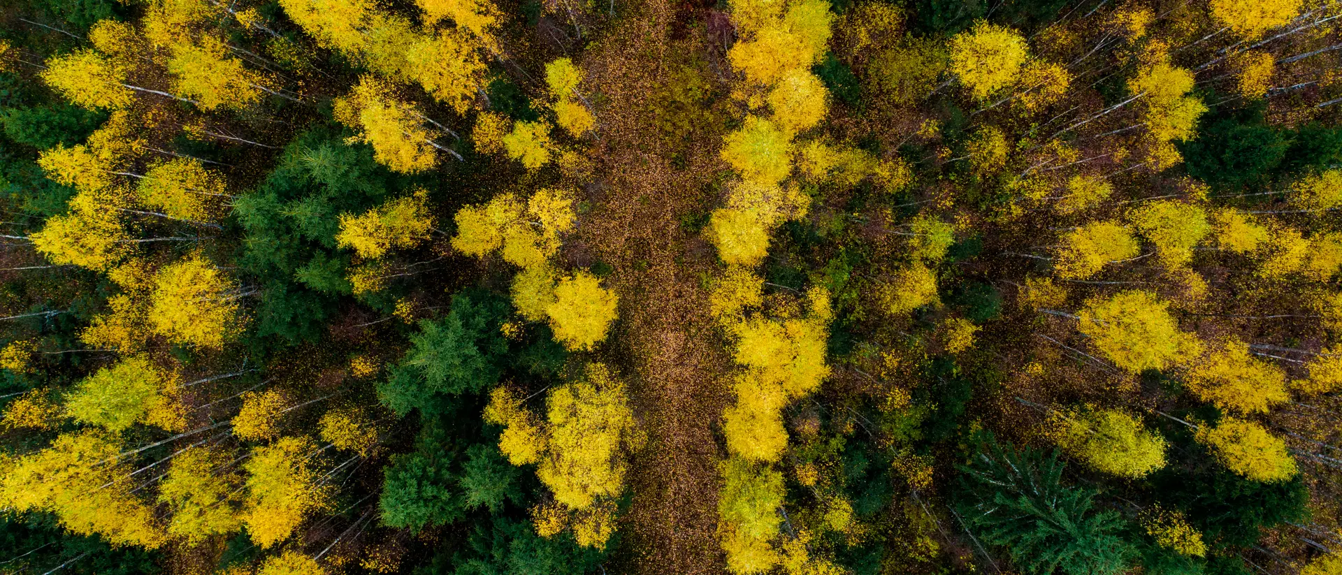 Estonia An aerial of a small path through colorful mixed boreal forest with spruce and birch trees in Estonian nature