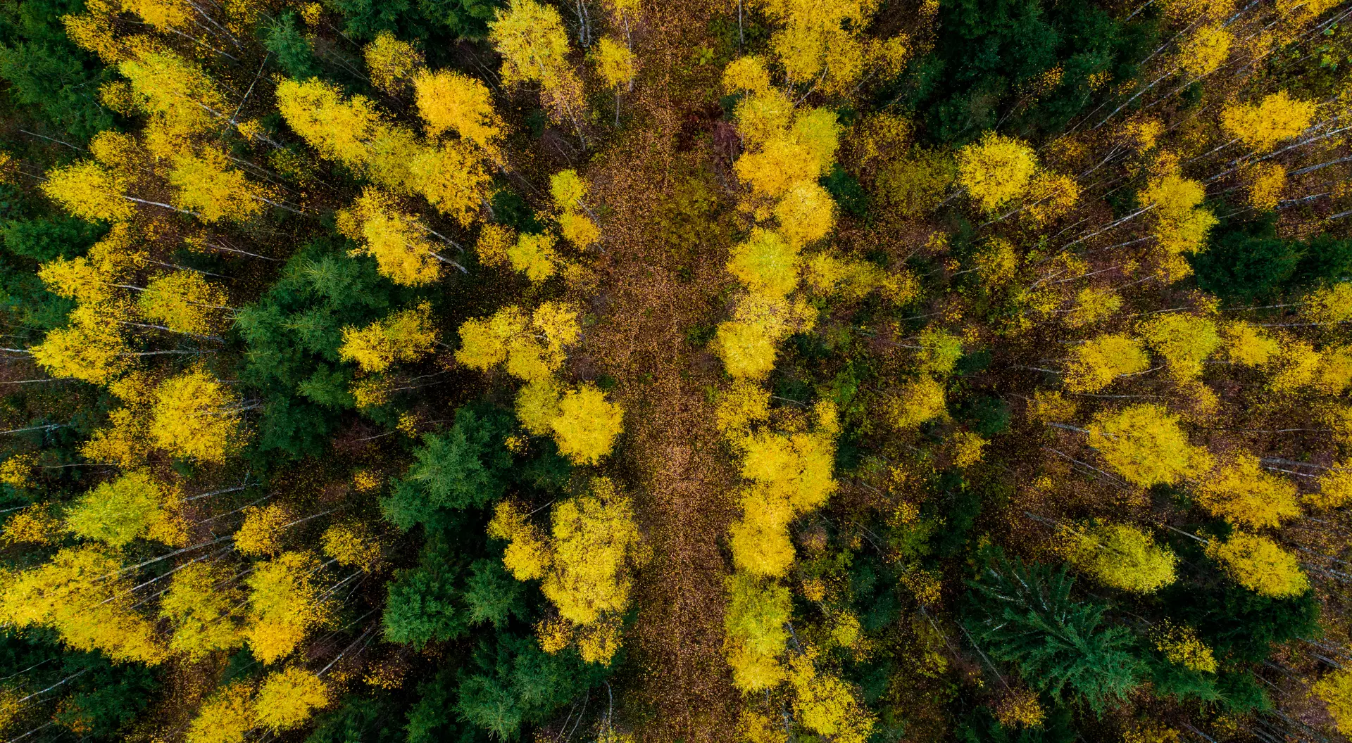 Estonia An aerial of a small path through colorful mixed boreal forest with spruce and birch trees in Estonian nature